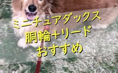 犬のシャンプーのやり方 頻度は 人間用シャンプーの使用はng わんわんパピーズ