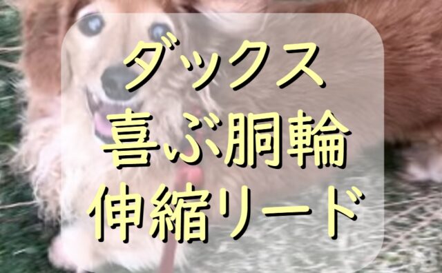 犬の年齢を人間の年齢に換算 ダックス老犬のケア方法は わんわんパピーズ