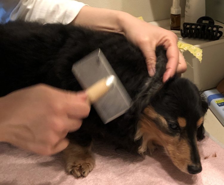 犬の毛がよく抜けるのは換毛期だから？抜け毛を減らすブラッシング わんわんパピーズ
