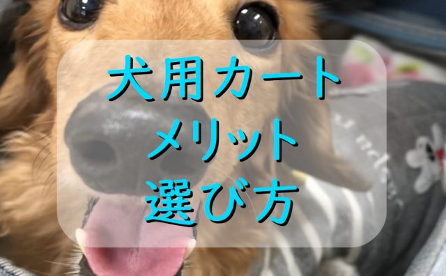 犬が 未消化 の物を吐く原因は わんこが吐いたらどう対処するの わんわんパピーズ