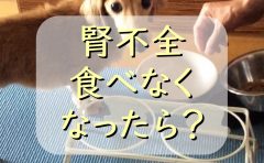 犬が 黄色い液体 を吐く原因は わんこが吐いたらどう対処するの わんわんパピーズ