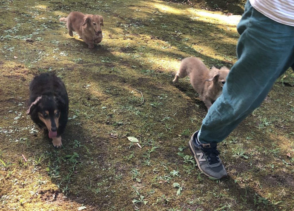 ミニチュアダックスの頭にセミの抜け殻を乗っけたら わんわんパピーズ