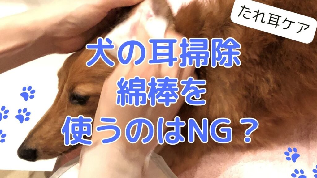 犬（ダックス）の歯石を自宅で自分で取る方法とは？ | わんわんパピーズ