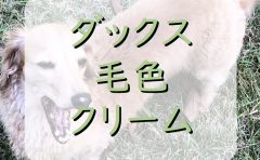 ミニチュアダックスの毛色の種類 クリームとは わんわんパピーズ