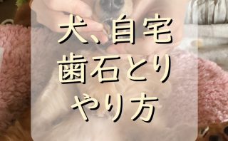 ドクター裕次郎に副作用はある １年使用した本当のレビュー わんわんパピーズ