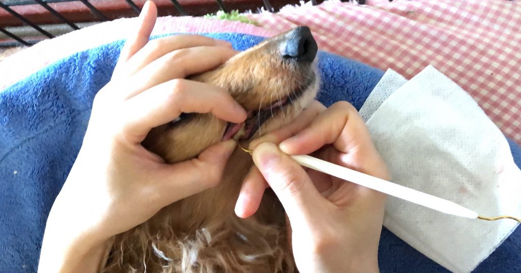 犬 ミニチュアダックス 奥歯 歯石 歯垢 除去 方法