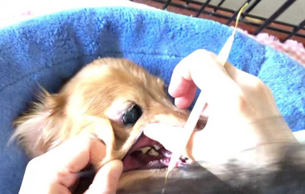 犬 ミニチュアダックス 歯石とり ほっぺた 伸びる