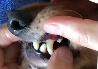 犬 歯垢 歯石 除去後