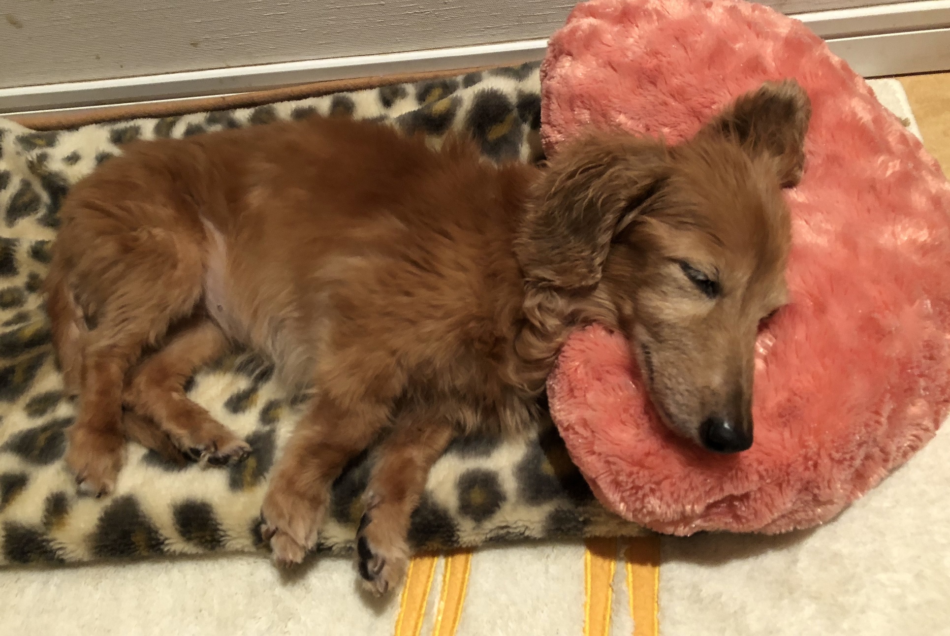 犬が枕を使って寝るの?枕を使って寝る理由はなにか? わんわんパピーズ 犬が枕を使って寝るの?枕を使って寝る理由はなにか? わんわんパピーズ