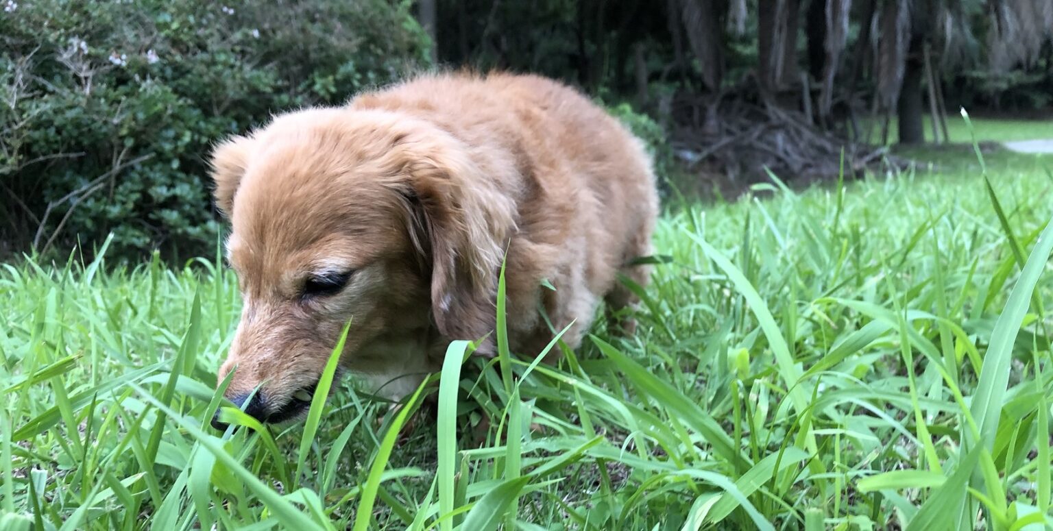 犬が白い泡を吐いた場合の対処法