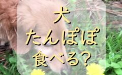 犬が 白い泡 を吐く原因は わんこが吐いたらどう対処するの わんわんパピーズ