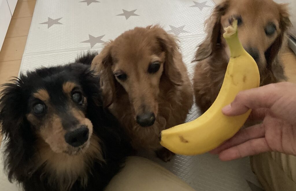 犬 バナナ 大丈夫