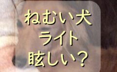 犬が 黄色い液体 を吐く原因は もし吐いたらどう対処する わんわんパピーズ