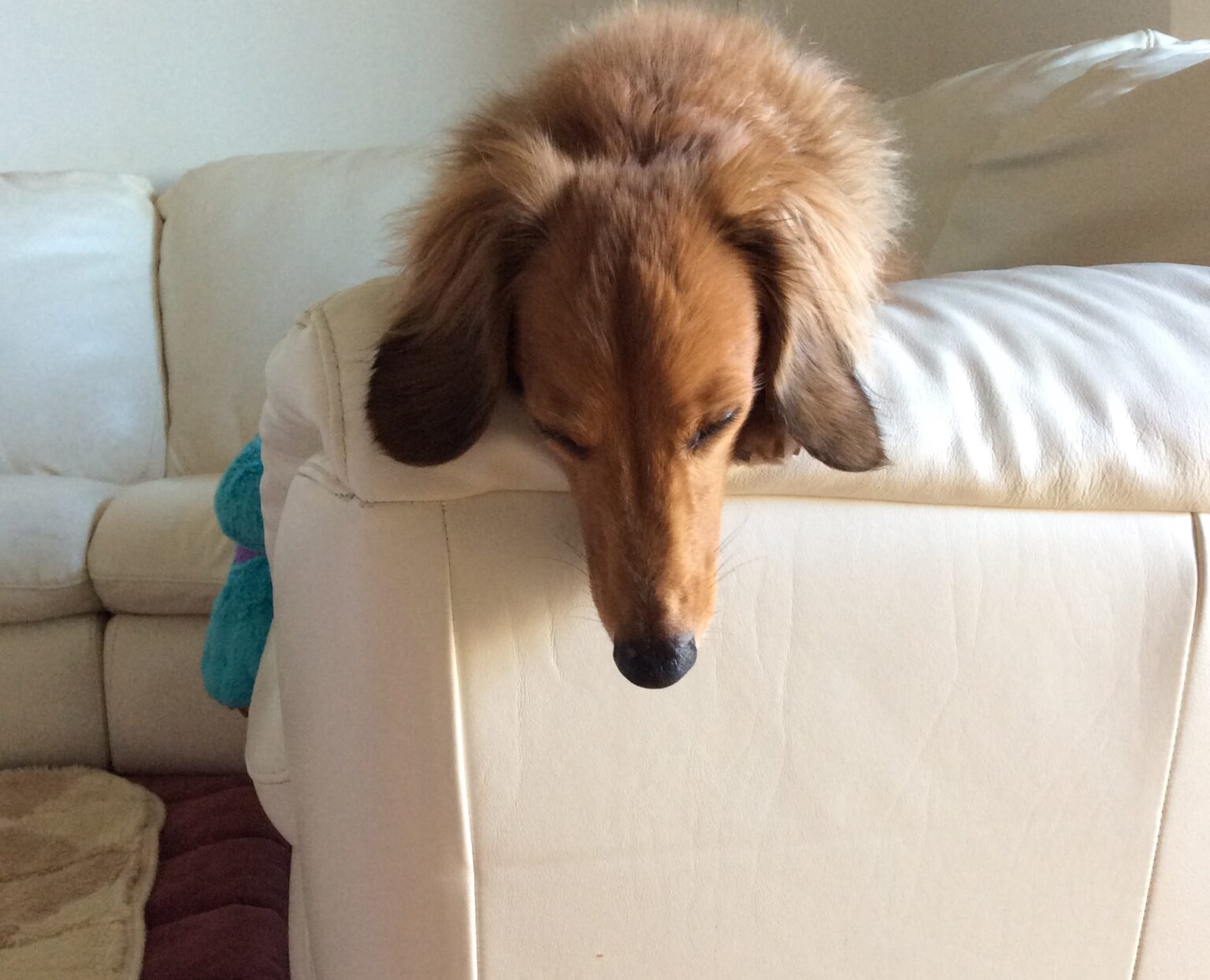 犬が噛んでも破れないおすすめソファ4選！ペット対応家具も！ わんわんパピーズ